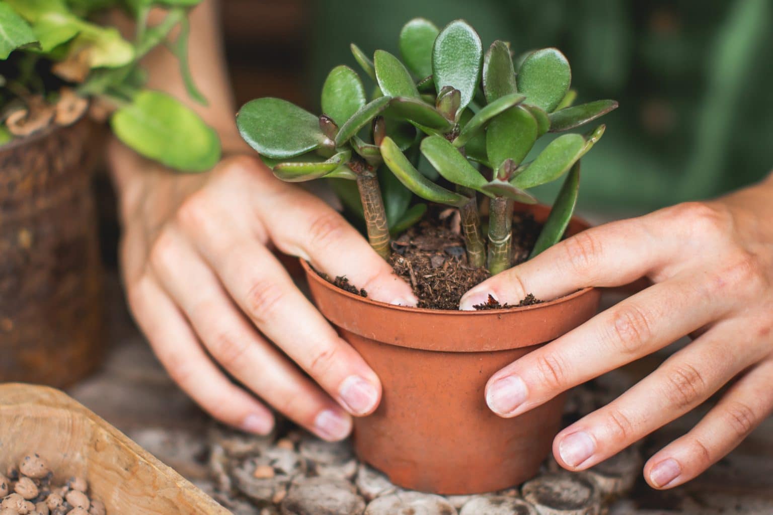 Comment Planter Et Entretenir L Arbre De Jade Instructions Pas Pas