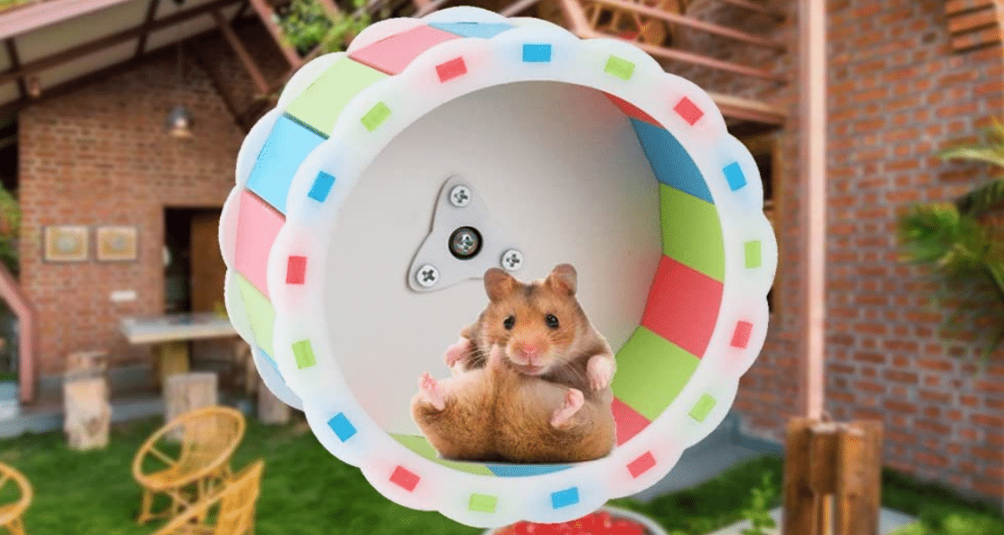 Comparatif roue pour hamster