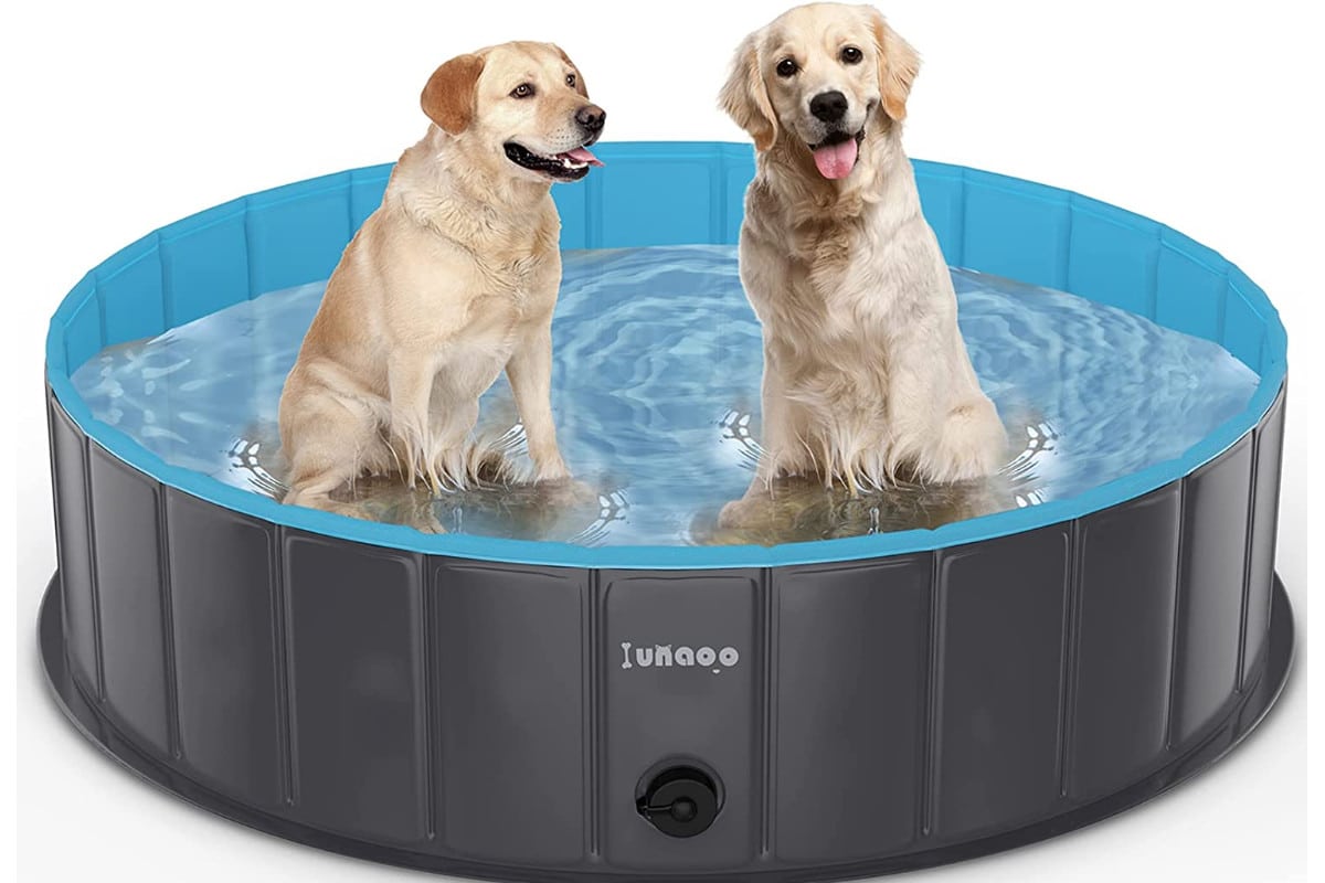 Critères de choix piscine pour chien