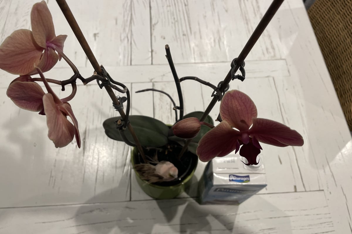 Sauvez vos Orchidées