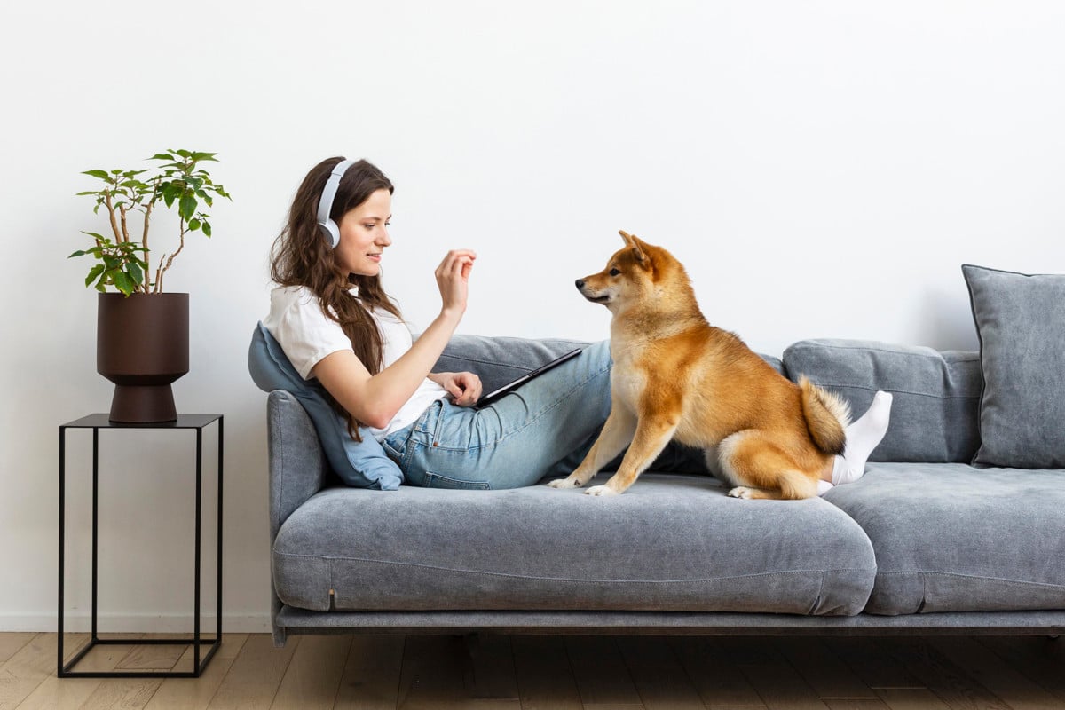 Oubliez les odeurs de chien sur votre canapé grâce à des solutions efficaces à portée de main