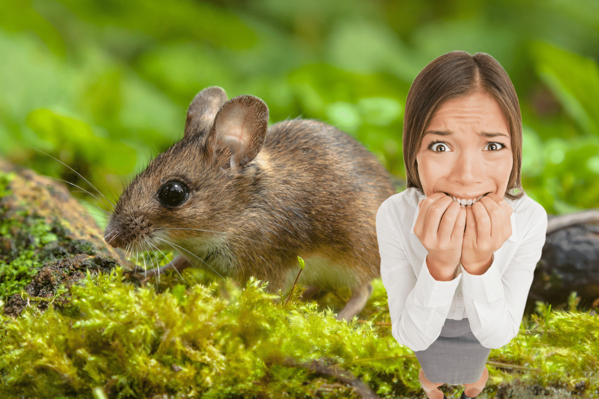 Comment faire fuir les souris dans le jardin naturellement ? Découvrez les méthodes écologiques