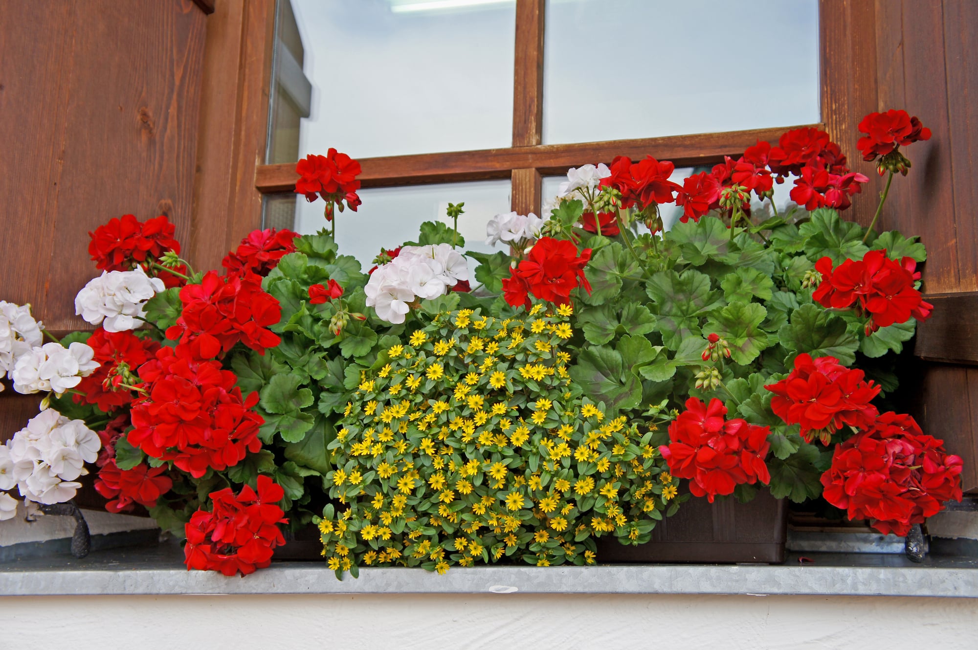 Comment arroser les géraniums pour une floraison spectaculaire ? Fréquence, conseils et soins détaillés