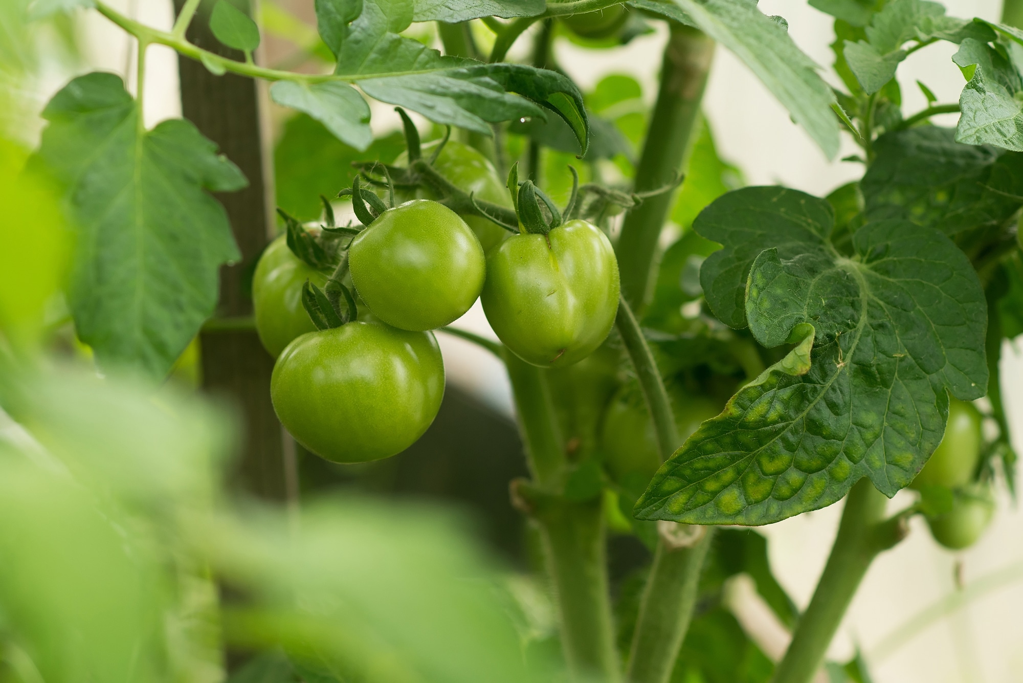 Faut-il supprimer ou tailler les feuilles du bas des tomates