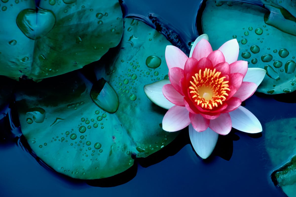 Fleur de Lotus : Exploration de son Symbolisme et Signification Profonde dans les Tatouages