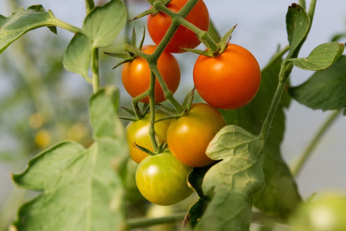 influence des astres sur la culture de la tomate