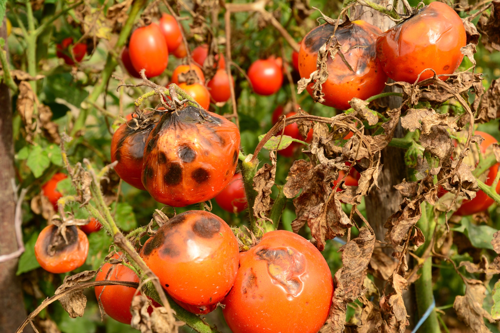 10 maladies de la tomate qui menacent vos récoltes !
