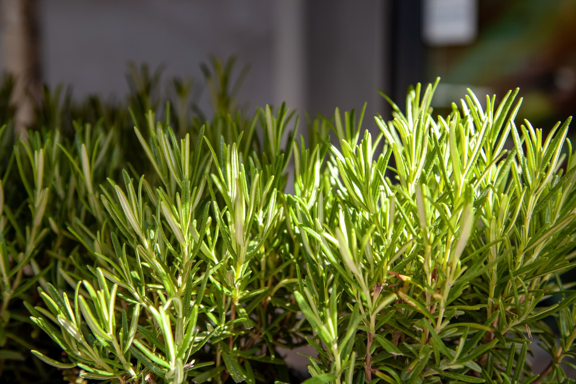 5 erreurs d'associations d'herbes aromatiques à éviter absolument dans votre jardin