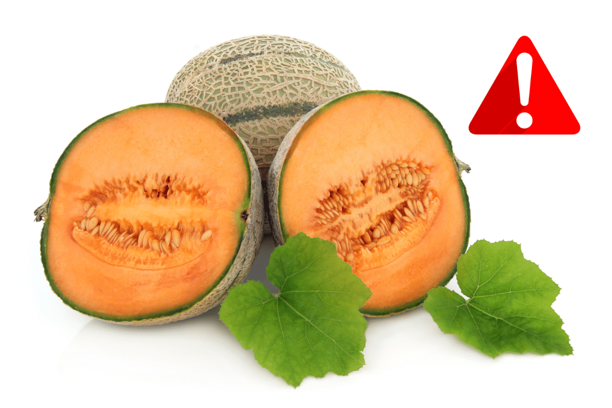 ALERTE ! Votre melon de chez Lidl pourrait être un danger pour votre santé !