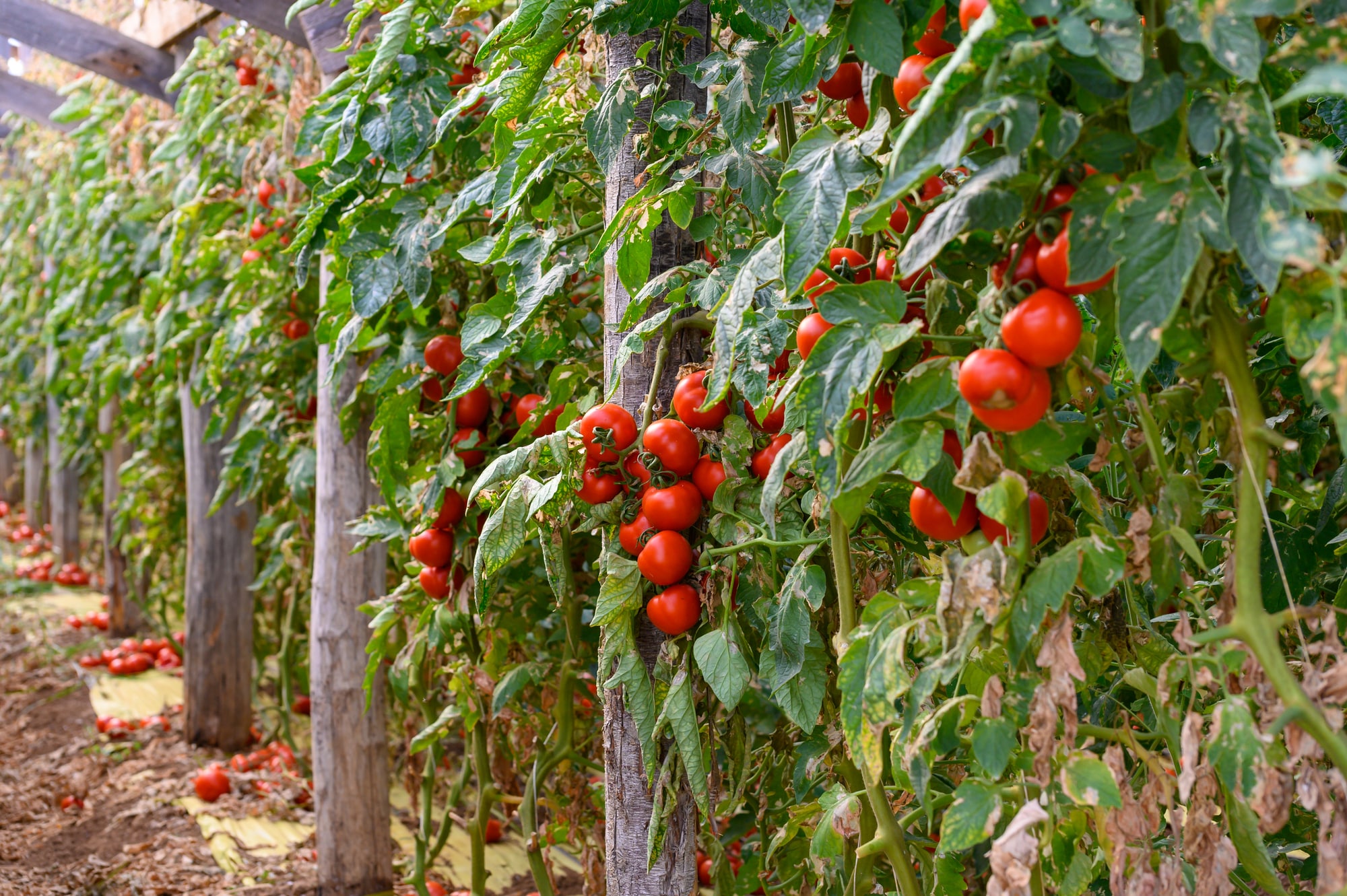 Boostez la croissance de vos tomates : Nos conseils infaillibles pour une taille optimale !