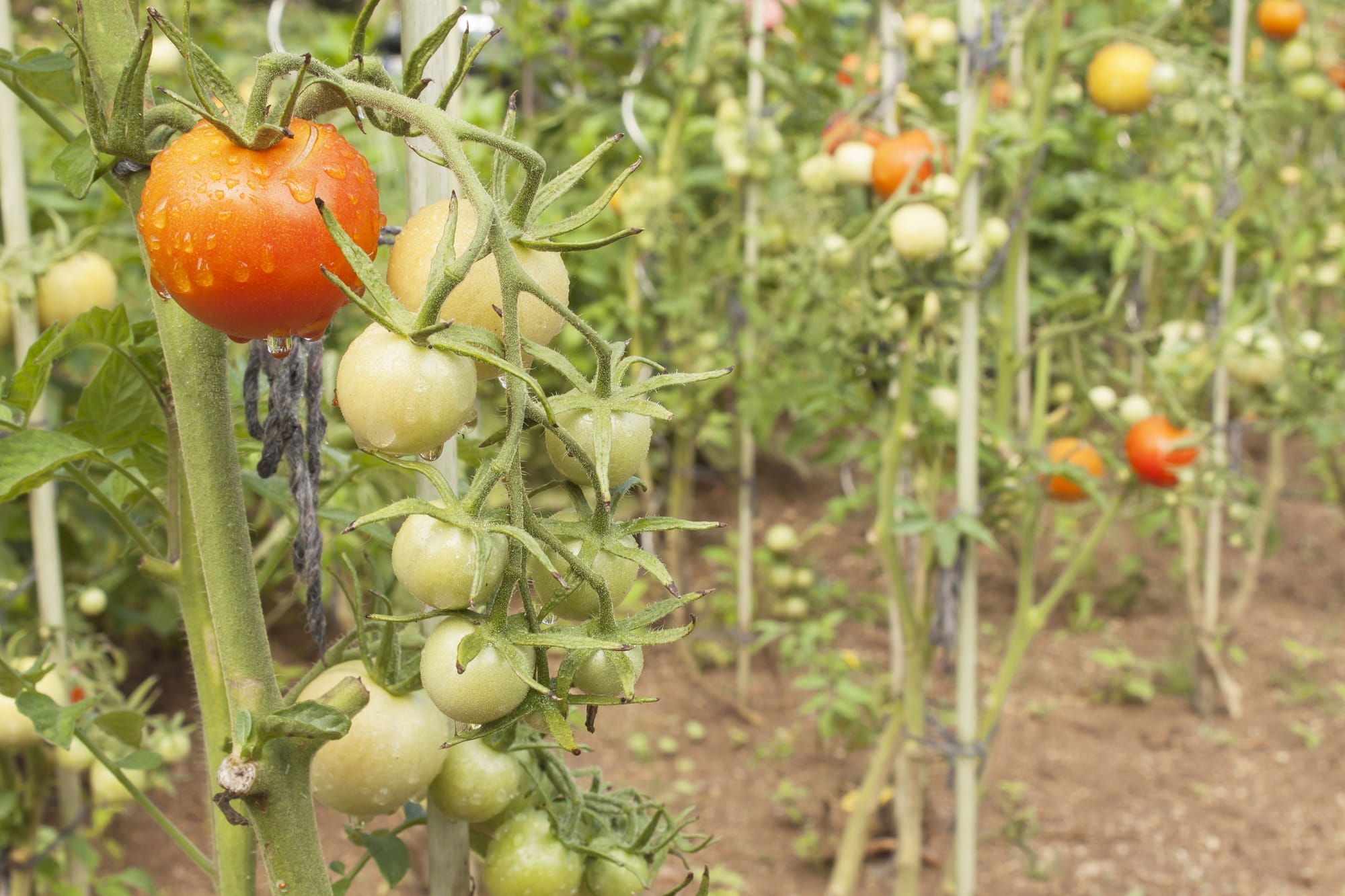 Boostez vos récoltes de tomates avec cette astuce de tuteurage révolutionnaire !