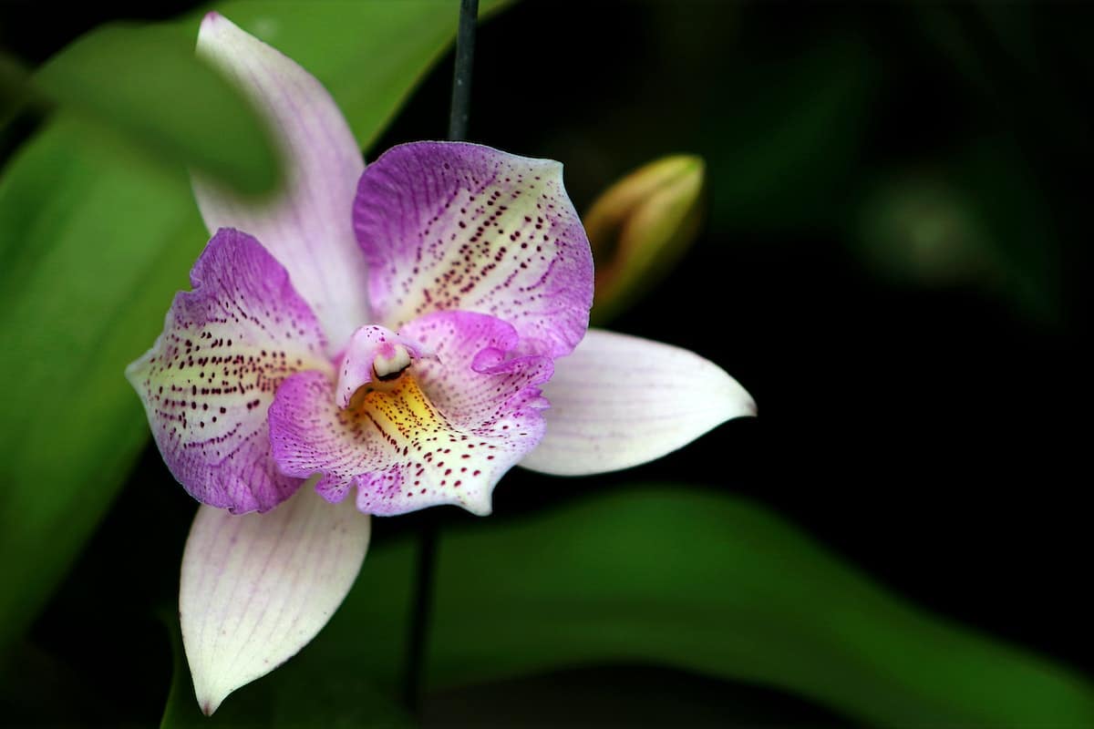 Découvrez les Secrets Miraculeux pour Faire Fleurir vos Orchidées toute l’Année
