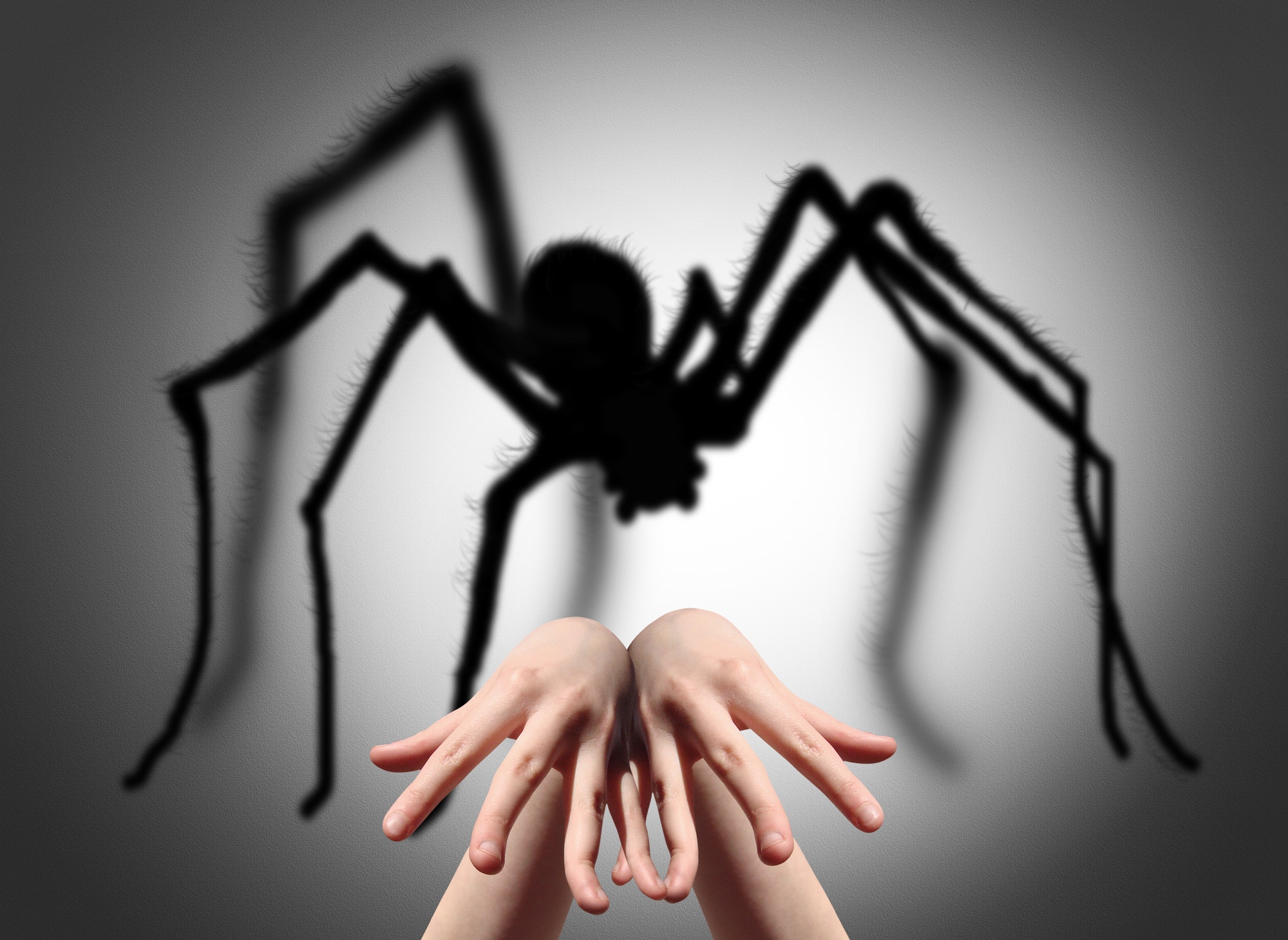 Découvrez pourquoi expulser les araignées de chez vous pourrait être votre pire erreur !