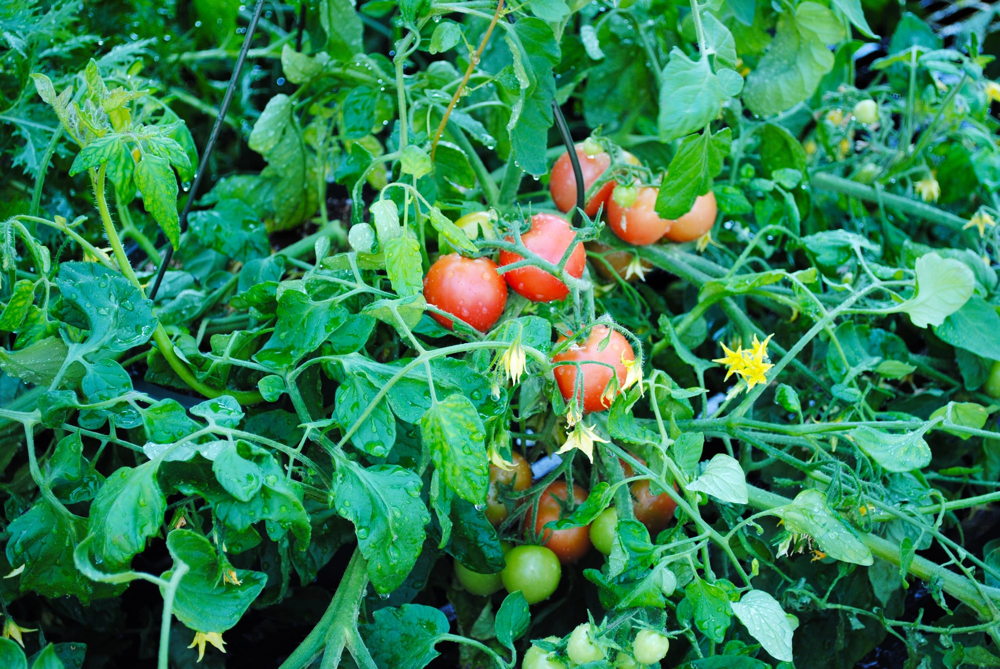 La vérité sur les gourmands de tomates faut-il vraiment les retirer