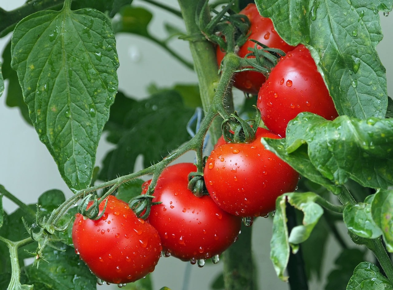 Le secret du bicarbonate de soude pour des tomates flamboyantes Comment l'employer