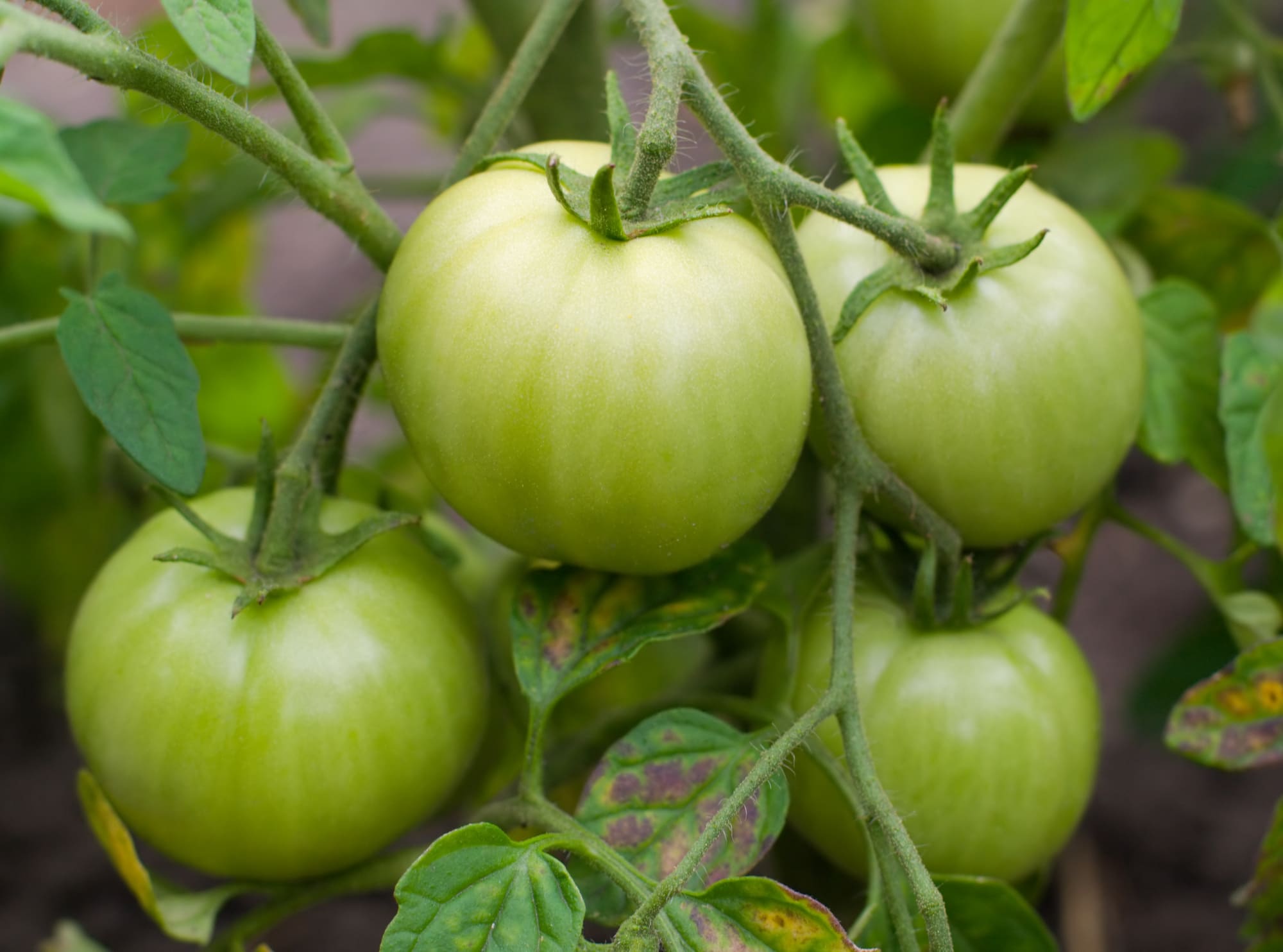 Tomates vertes ? Voici pourquoi vos tomates ne rougissent pas et comment sauver votre récolte !