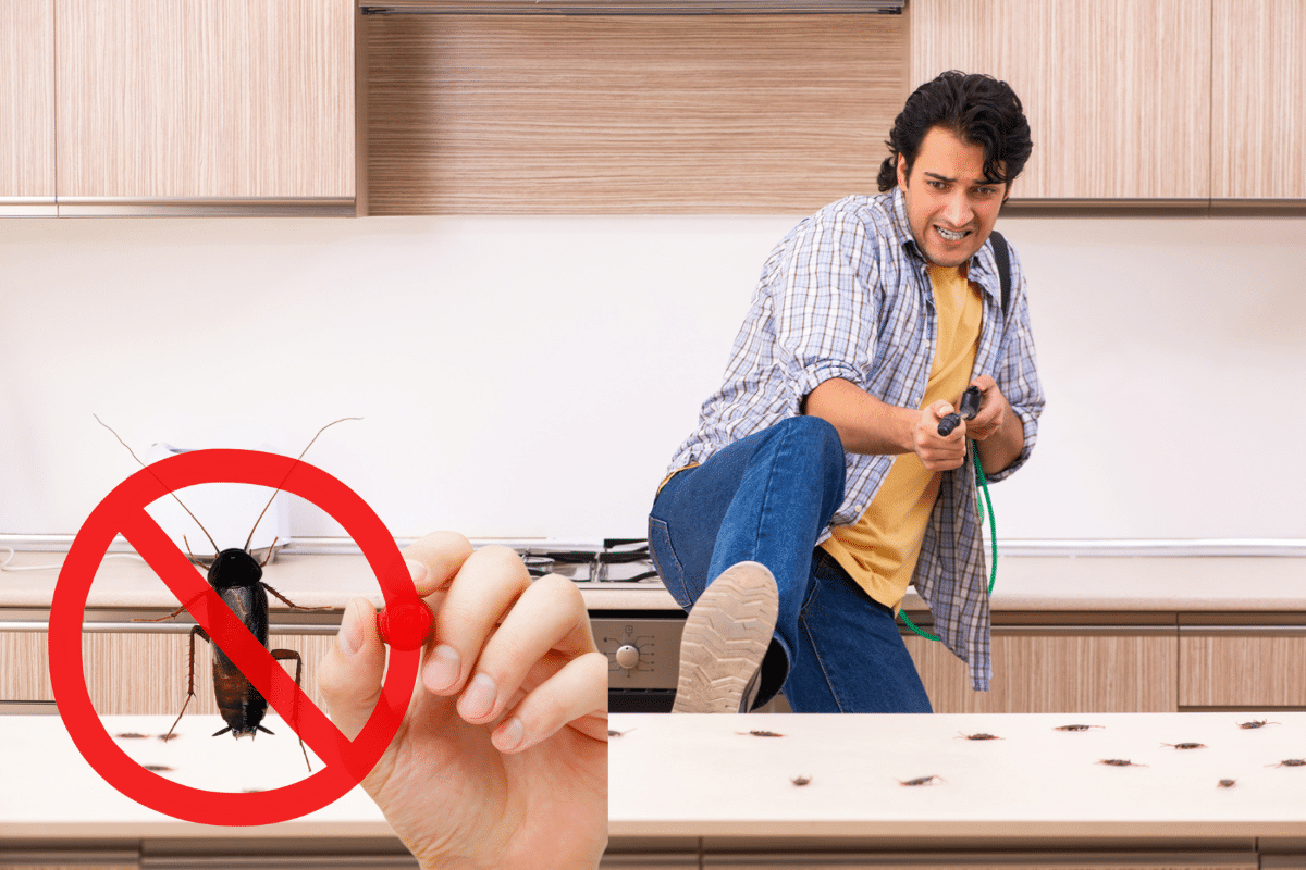 Votre maison est envahie par les cafards et les fourmis Voici un remède miracle pour s'en débarrasser à tout jamais !
