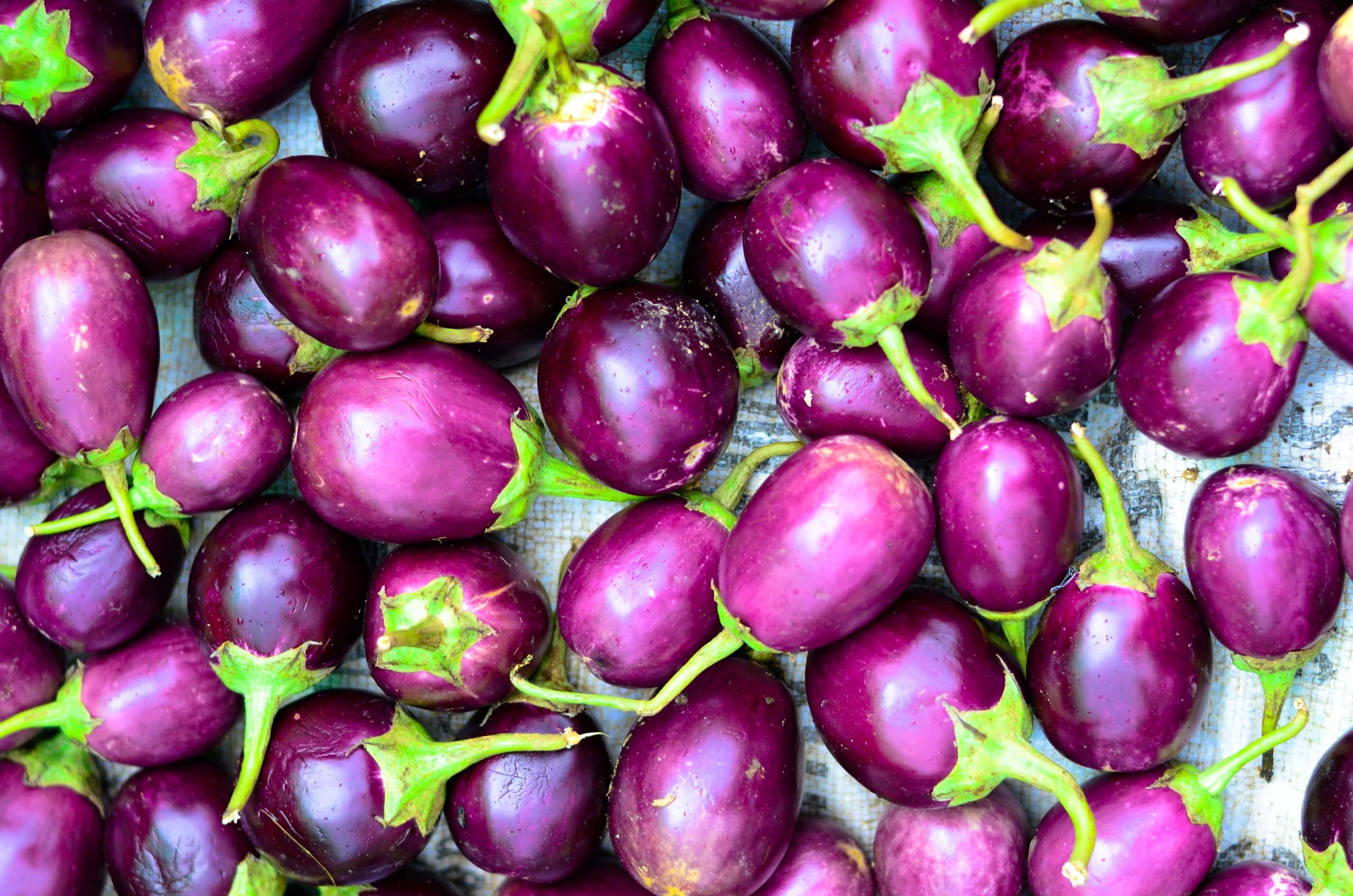 Découvrez le secret pour obtenir une récolte d'aubergines abondante et de qualité